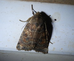 Protorthodes oviduca