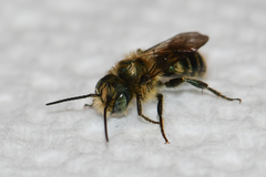 Osmia georgica