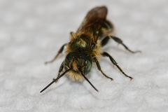 Osmia georgica