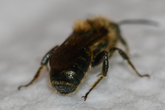 Osmia georgica