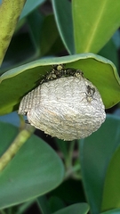 Protopolybia exigua