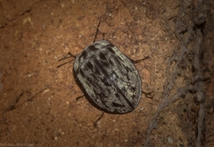 Heleina
