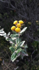 Scrobicaria ilicifolia