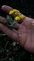 Scrobicaria ilicifolia