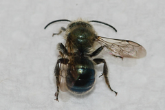 Osmia collinsiae