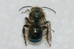 Osmia collinsiae