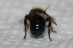 Osmia collinsiae