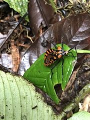 Spartocera pantomima