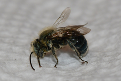 Osmia collinsiae