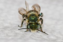 Osmia collinsiae