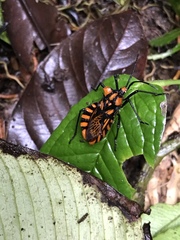 Spartocera pantomima