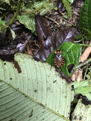 Spartocera pantomima