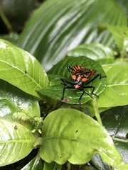 Spartocera pantomima