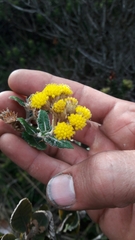 Scrobicaria ilicifolia