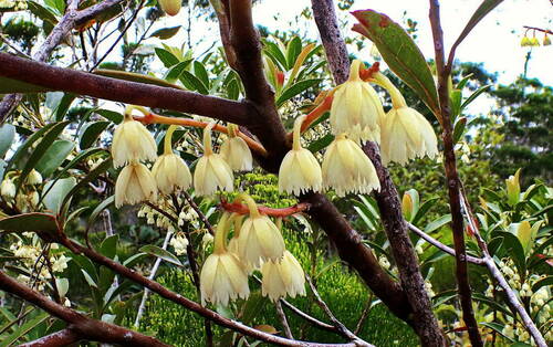 Elaeocarpus alaternoides observed 2016-12-24