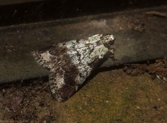 Orthaga rubridiscalis