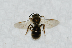 Lasioglossum gotham