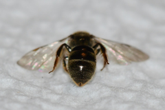Lasioglossum gotham