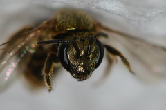 Lasioglossum gotham