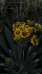 Espeletia corymbosa