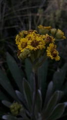 Espeletia corymbosa
