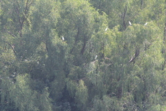 Ardea alba