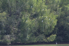 Ardea alba