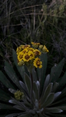 Espeletia corymbosa