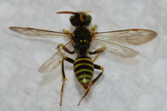 Nomada imbricata