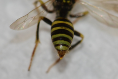 Nomada imbricata
