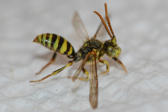 Nomada imbricata