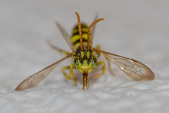 Nomada imbricata