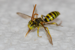 Nomada imbricata