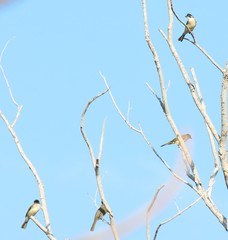 Pycnonotus sinensis hainanus