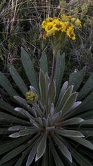 Espeletia corymbosa