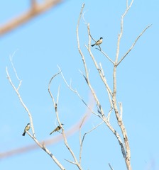 Pycnonotus sinensis hainanus