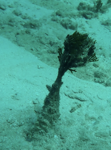 Halimeda cylindracea observed 2023-10-28
