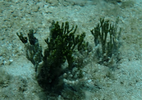 Halimeda cylindracea observed 2023-10-28