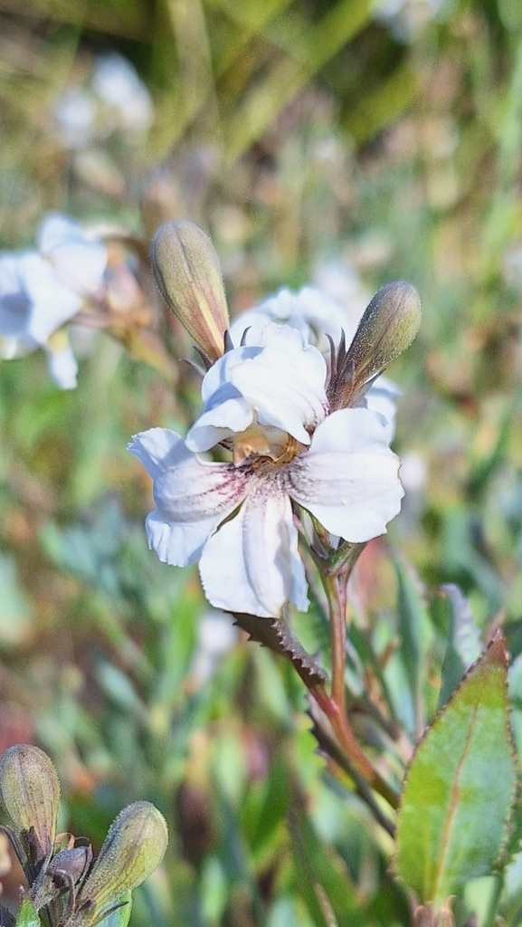 white goodenia from Hallett Cove SA 5158, Australia on October 28, 2023 ...