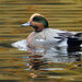 American × Eurasian Wigeon - Photo (c) Frank Lin, some rights reserved (CC BY-NC), uploaded by Frank Lin