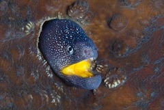 Gymnothorax nudivomer