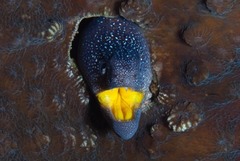 Gymnothorax nudivomer