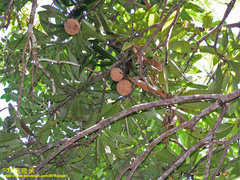 Mangifera pajang