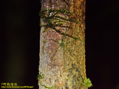 Heteropodinae