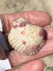 Homotrema rubrum