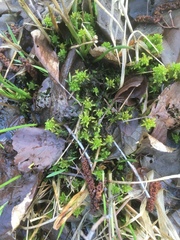 Sphagnum denticulatum