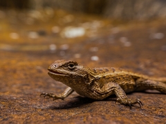 Sceloporus undulatus