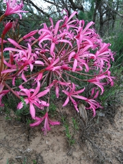 Brunsvigia gregaria