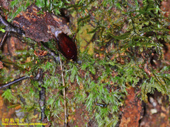 Shelfordina terminalis