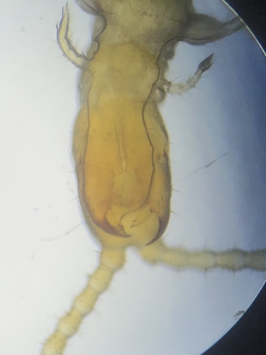 Common Schendyla photo 3